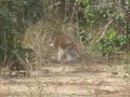 09 babouin en fuite